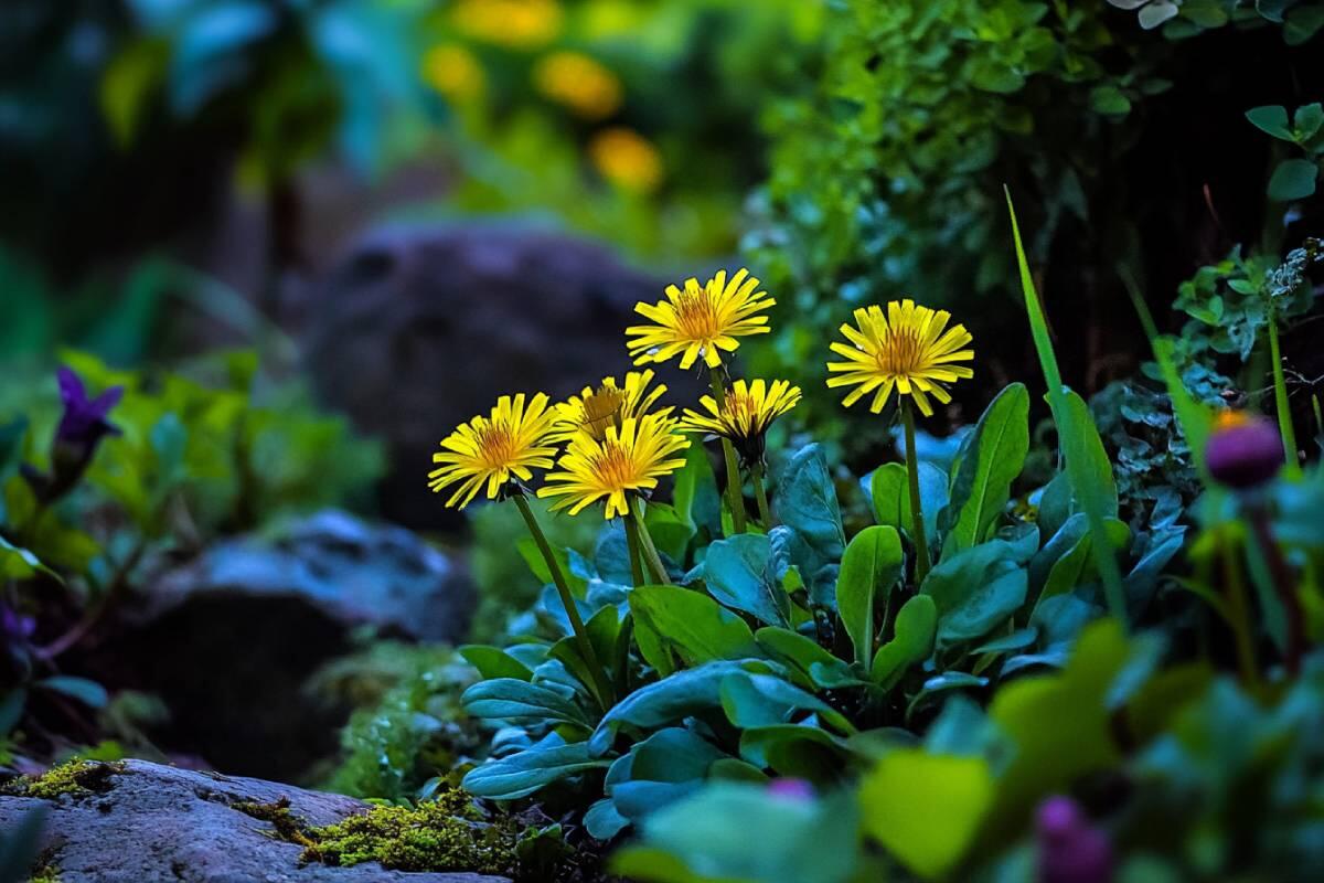 Dandelion: Uses, Benefits, and Side Effects